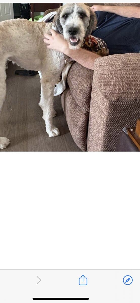 3 year old bernedoodle image 3