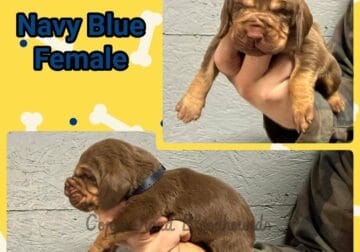 Copperhead Bloodhound Puppies