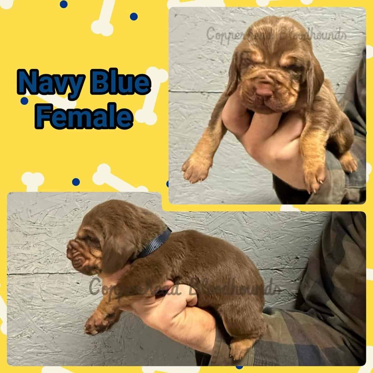 Copperhead Bloodhound Puppies image 1