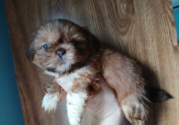 Precious, smart puppies