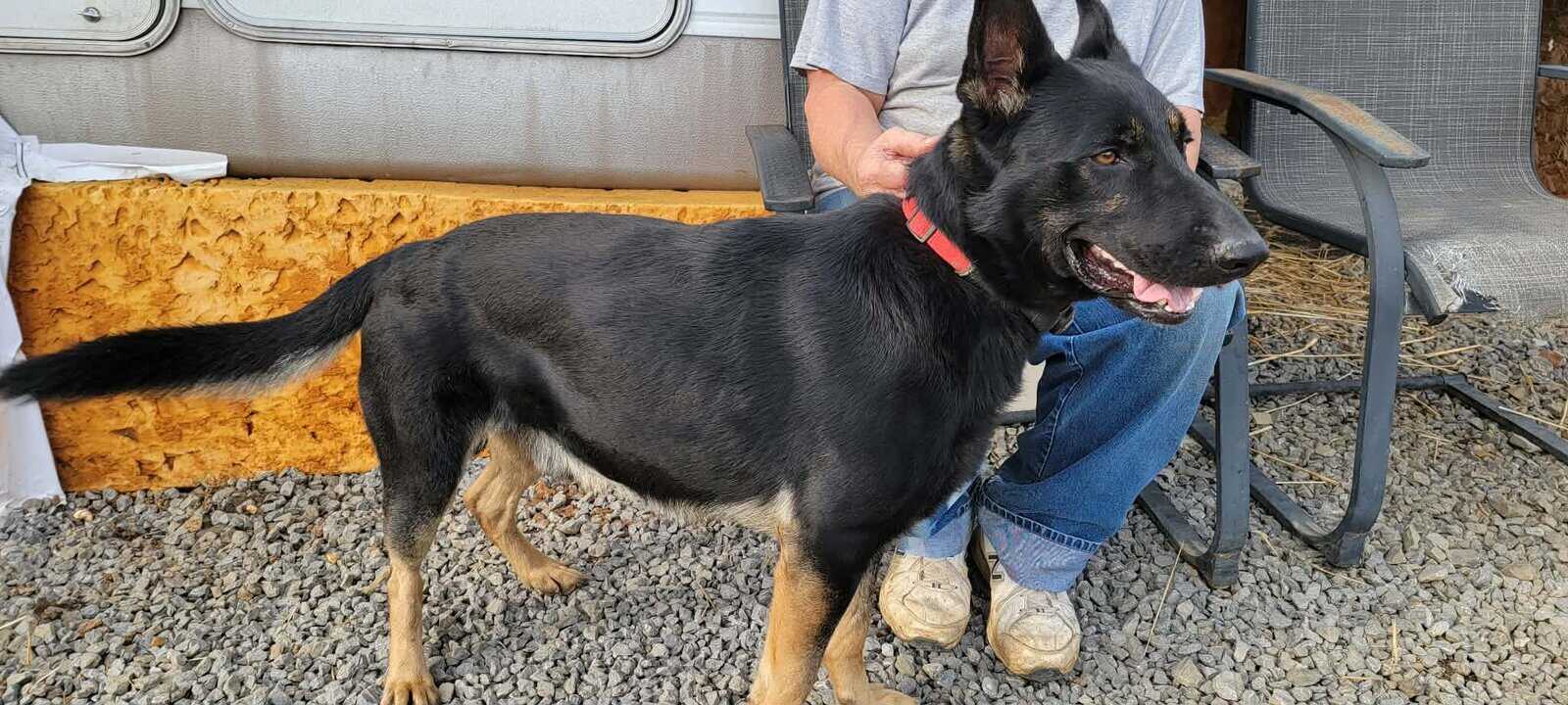 AKC Registered German Shepherd Puppies image 2