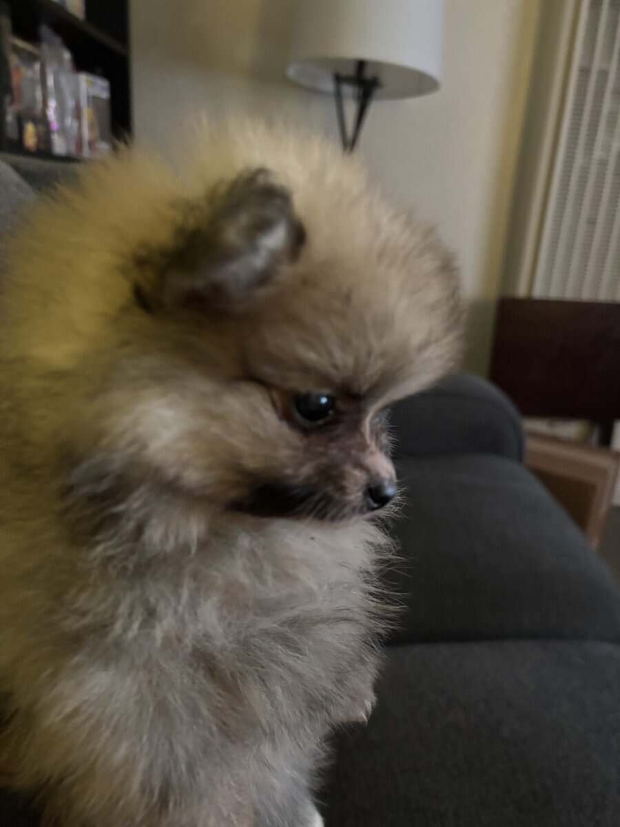 Pomeranian puppy image 5