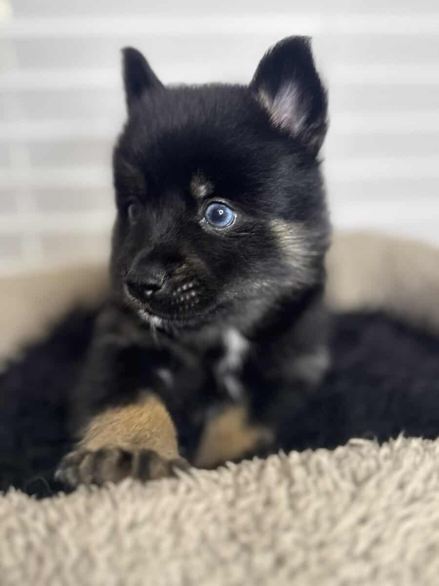 Pomsky puppies image 3