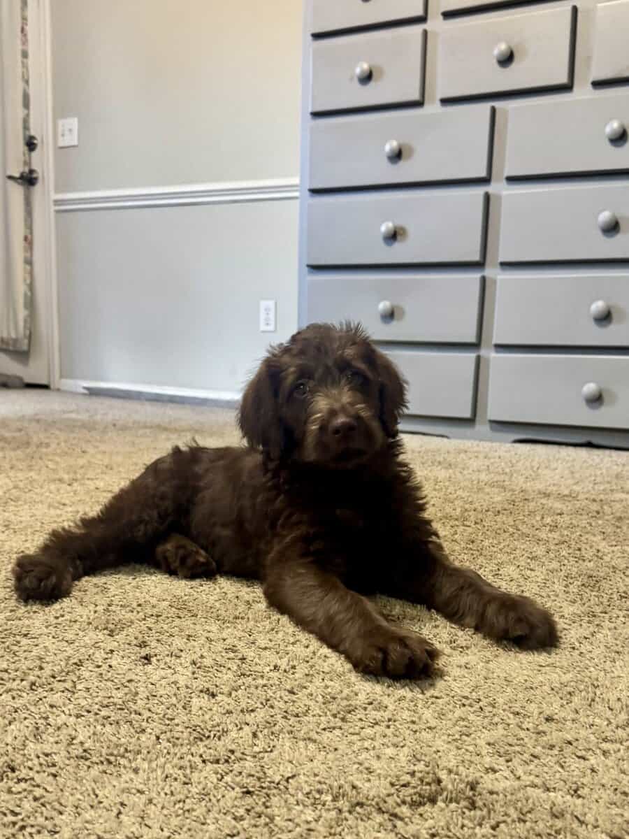 Labradoodle Puppy image 2