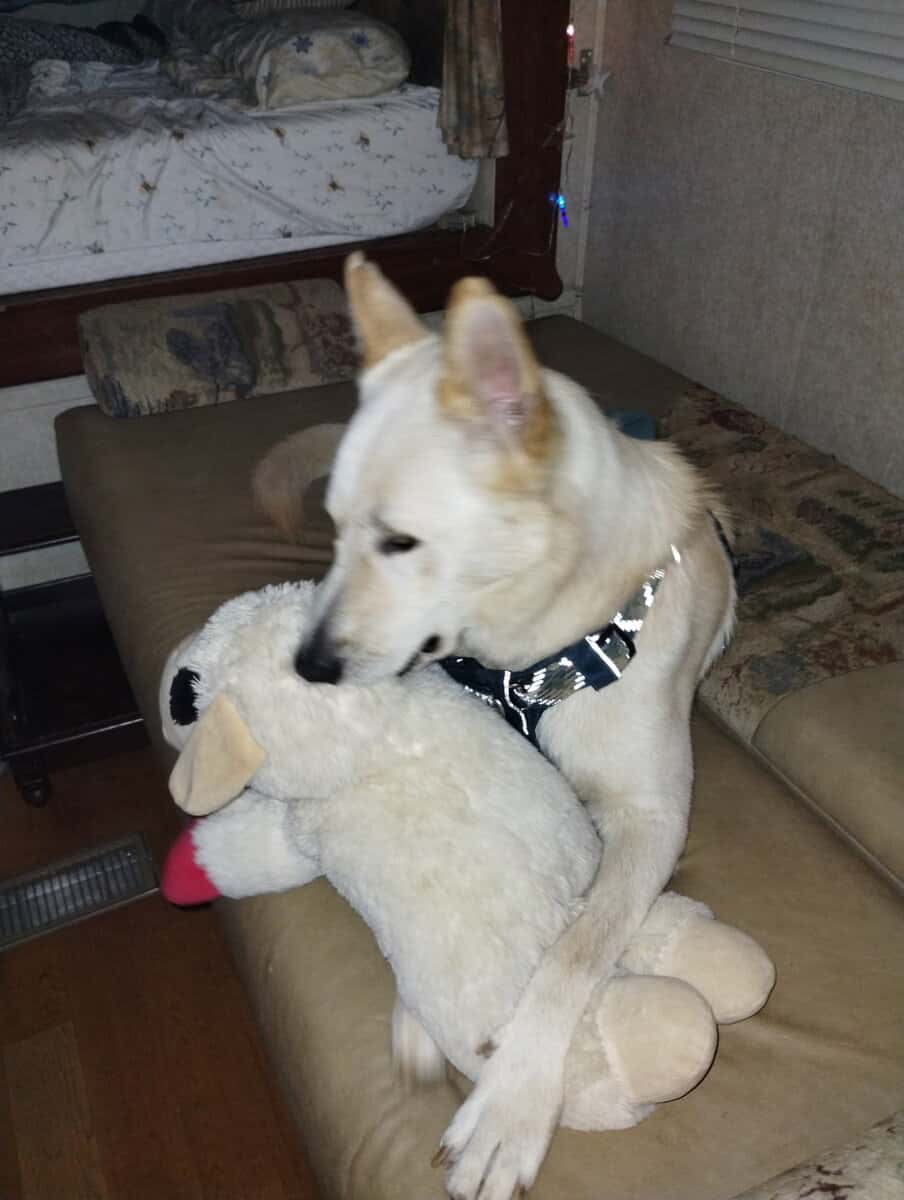 Ricky the German Shepard Love Bug image 2
