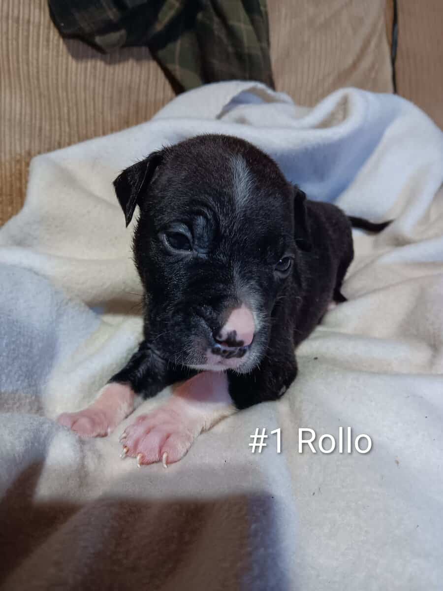 Pit bull puppies image 2