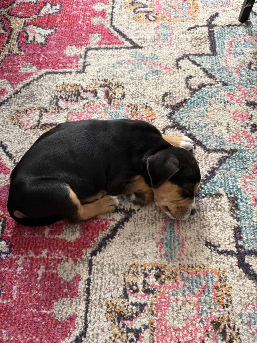 Puppy for sale image 2