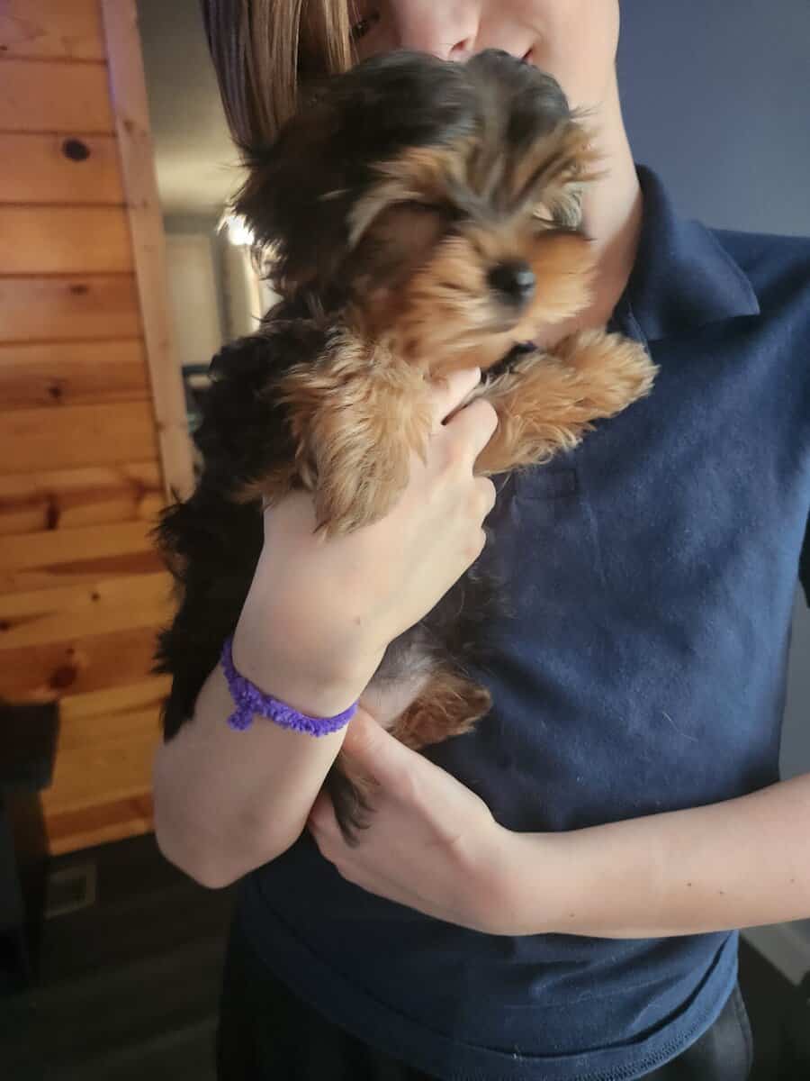 Yorkie puppies for sale image 9