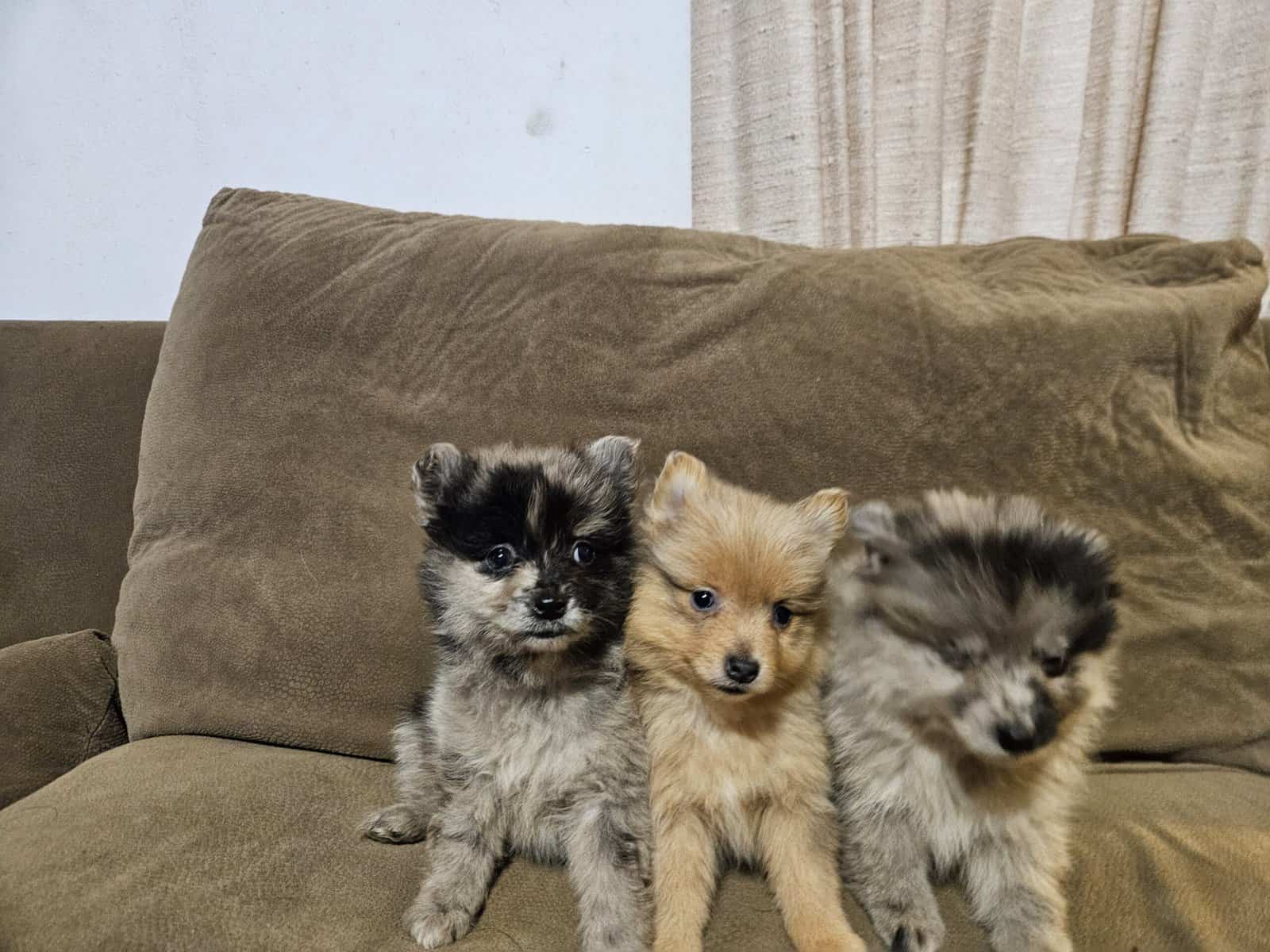 Pomeranians image 9