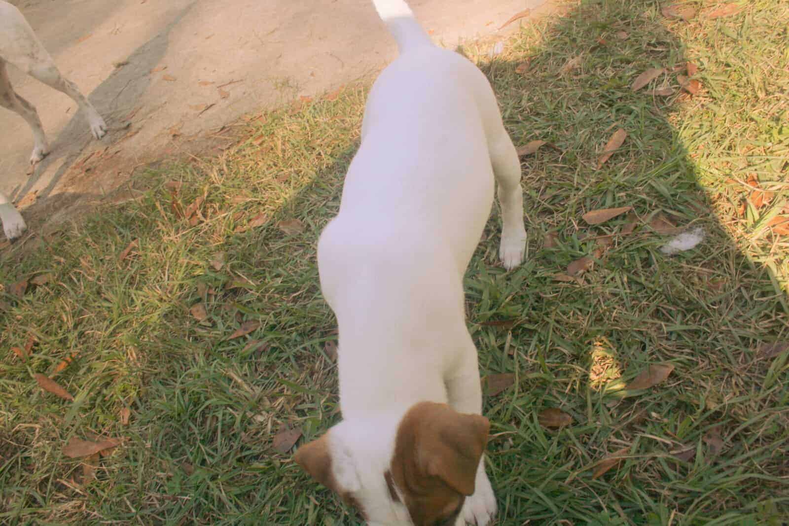 Jack Russell Terrier Puppies for sale image 14