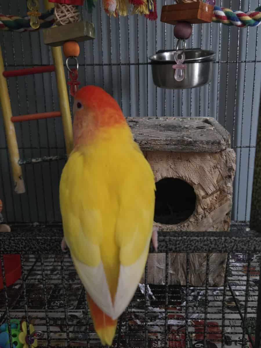 Cage/toys included! Red Headed Lutino Lovebird image 10