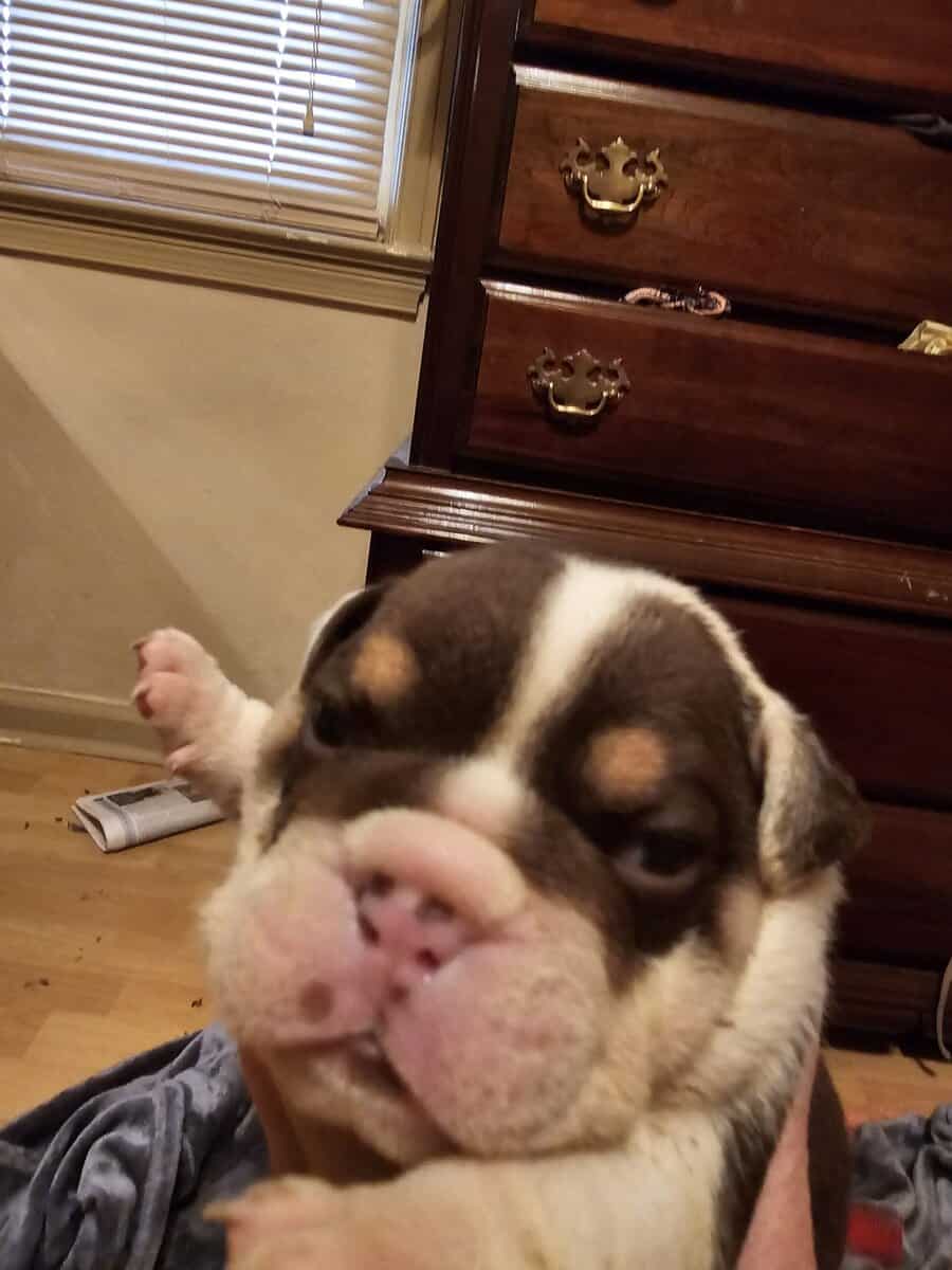 English bulldog image 1