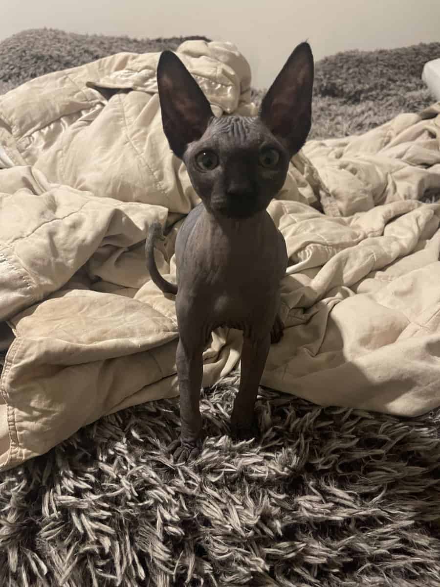 Sphynx Kittens image 2