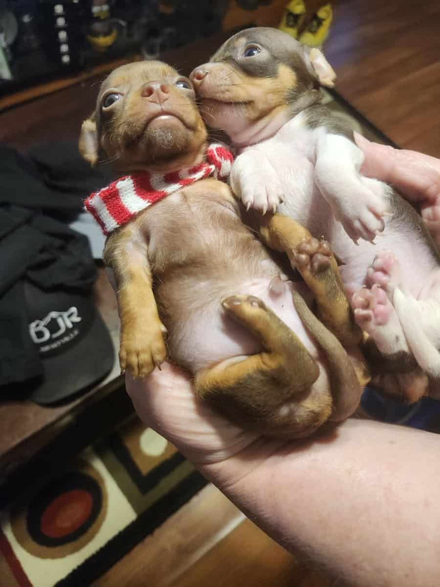 Chihuahua puppies for sale image 5
