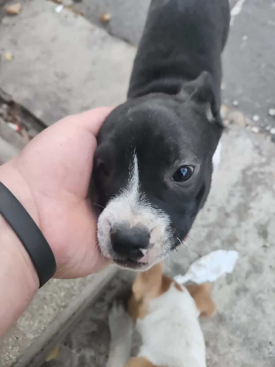 Boxer Mix Puppies image 6