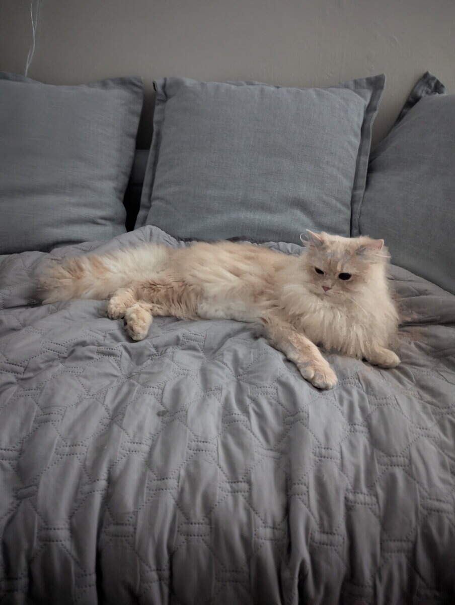 Persian / American bobtail mix image 2