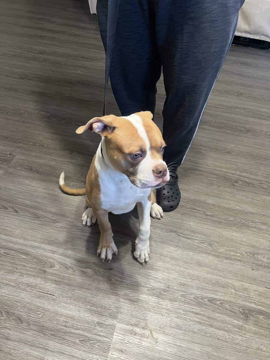 Beautiful pups image 1
