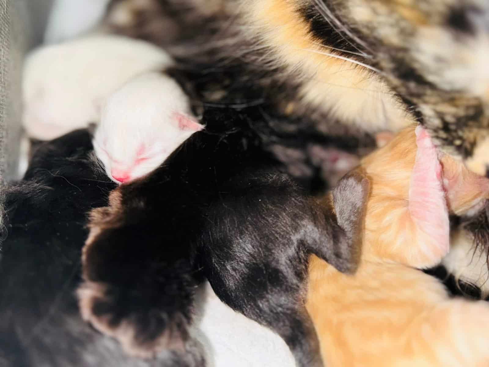 Furever Kitten Love image 14