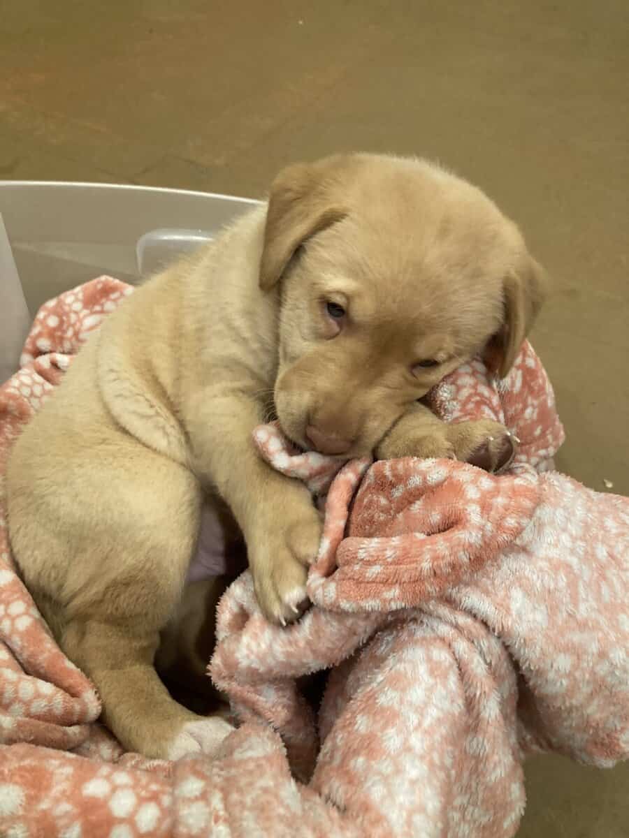Lab mix puppies image 7