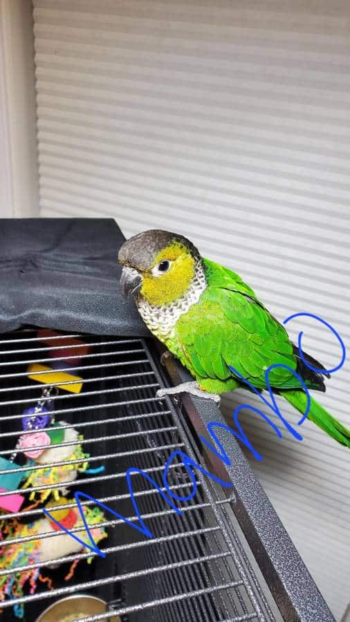 Male Black Cap Conure Looking for New Home image 1