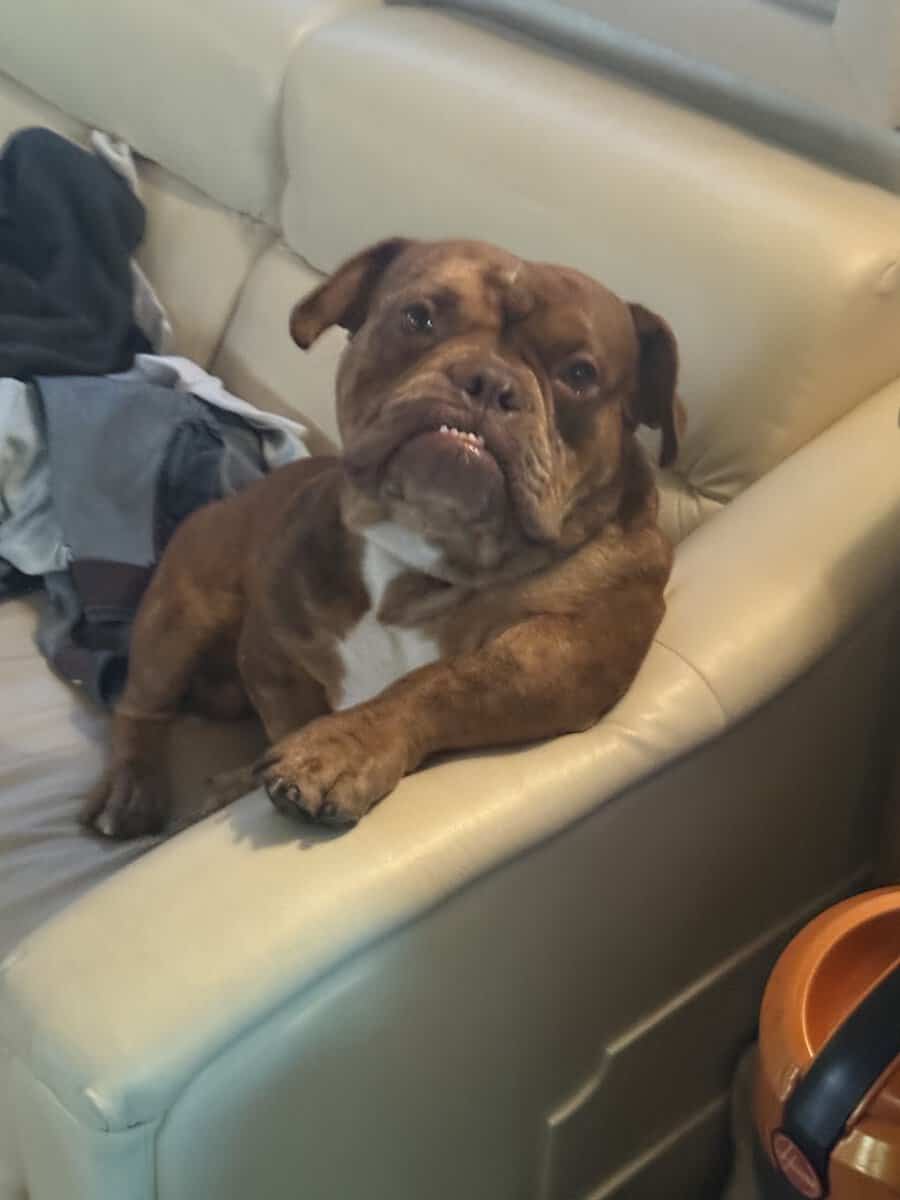 XL BULLY BREEDER FOR SALE! 1 year old image 4