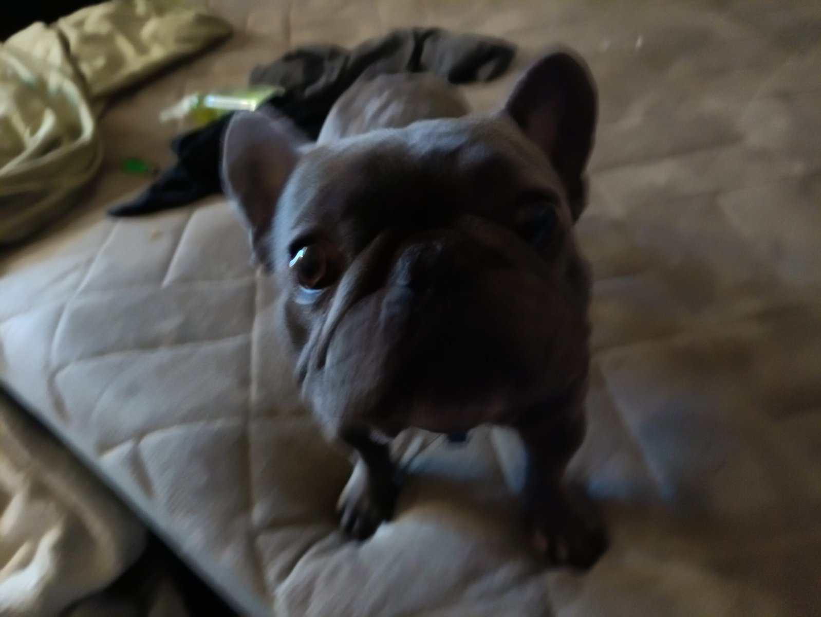 BRINDLE FRENCHY image 5