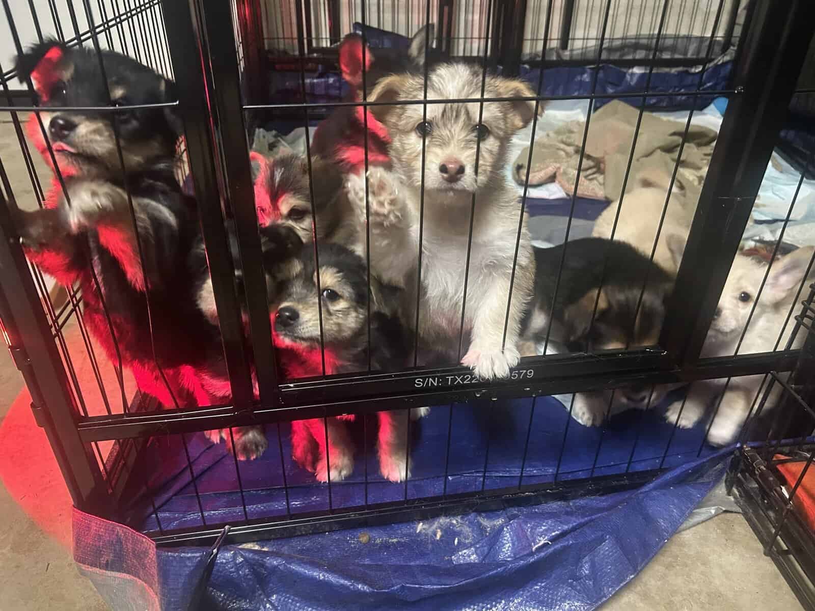 Mixed husky/terrier puppies image 13