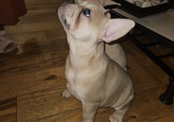 French bulldogs puppies