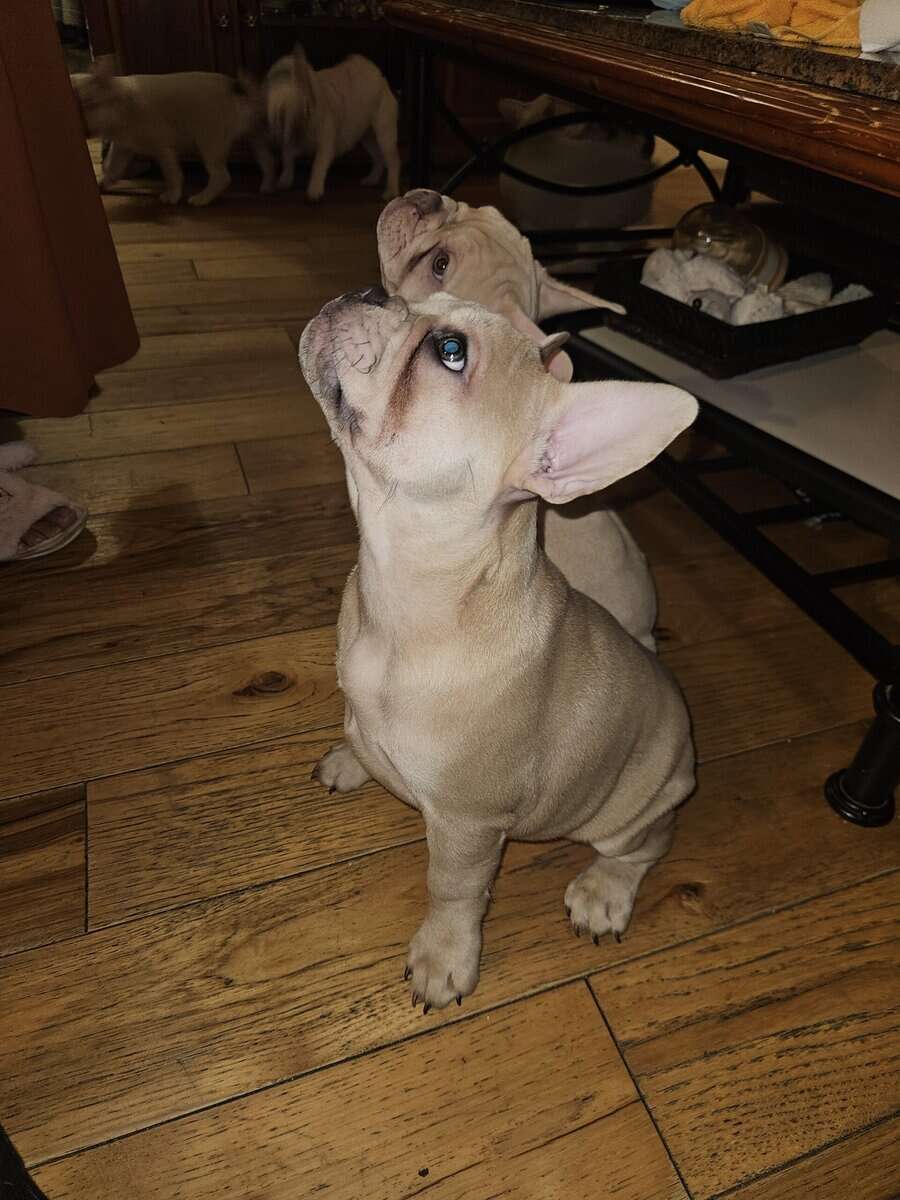 French bulldogs puppies image 1