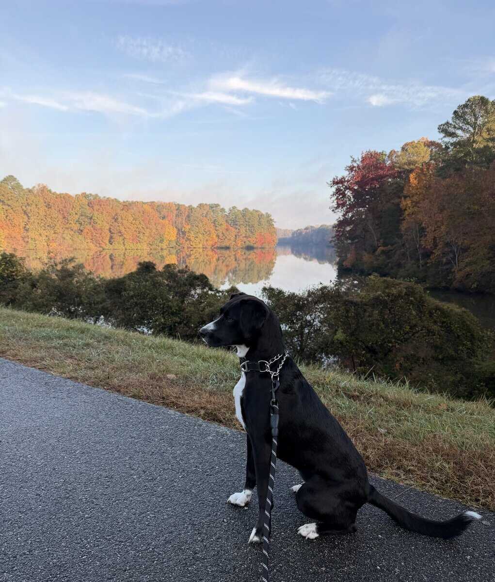 Sweet 1.5 year old mixed breed new new home image 2