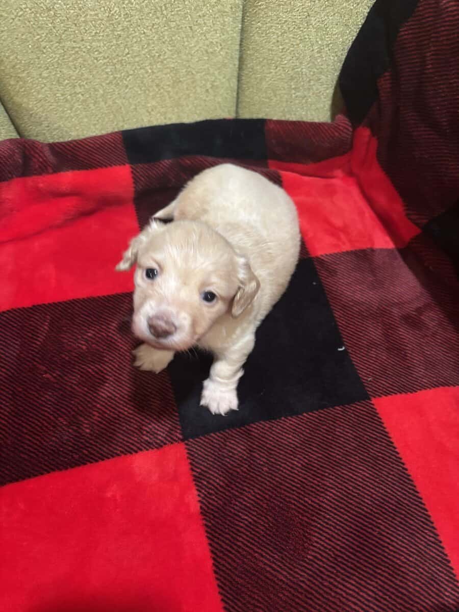 Beautiful English cream long hair puppies for sale image 5