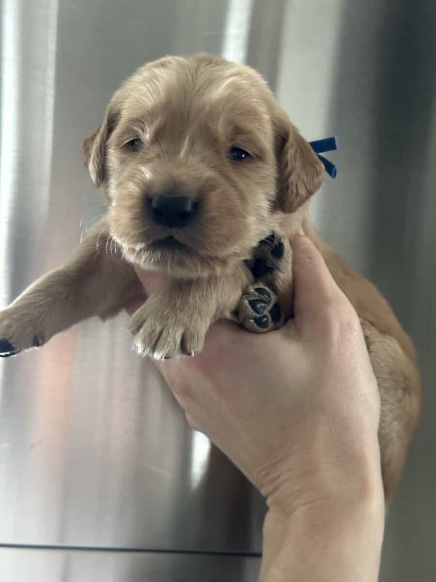 Purebred golden retrievers image 6