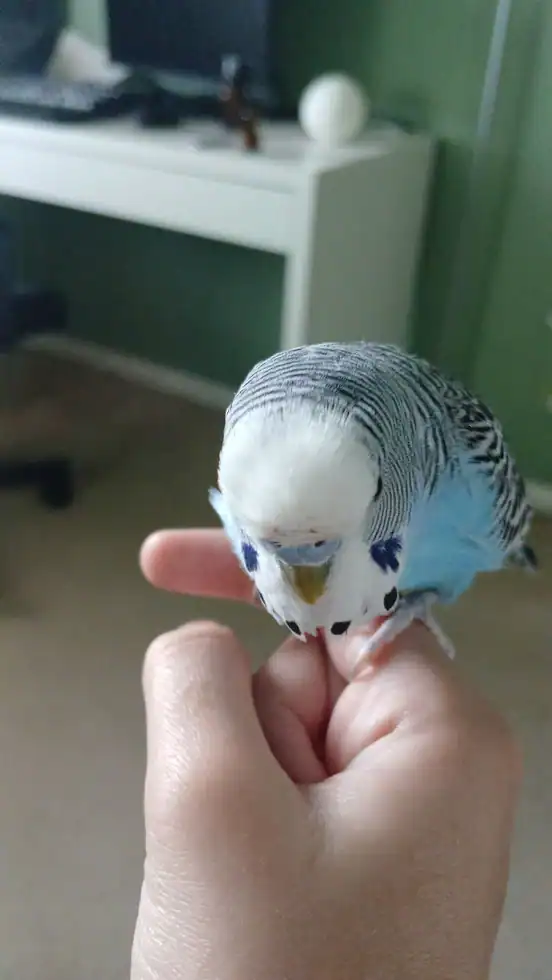Easty & Icicle, 2 male sky-blue budgies (35 ea.) image 3