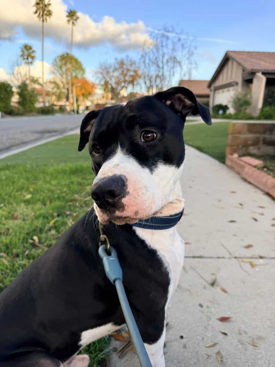 Ace Needs A New Home image 2