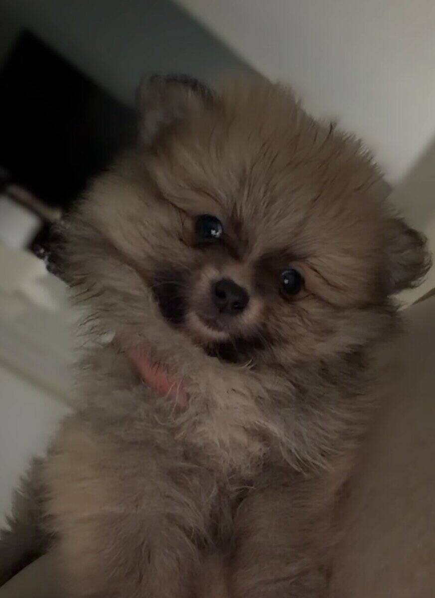 Pomeranian puppy image 2