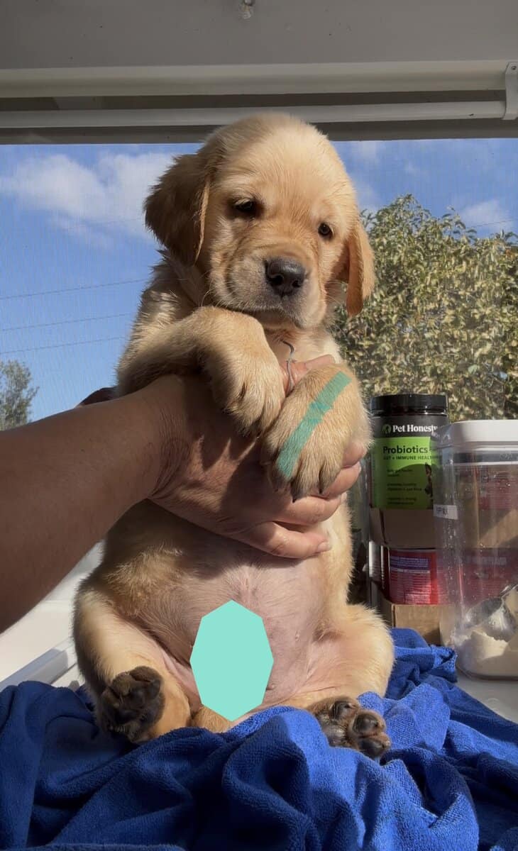 Golden Labrador Male image 1