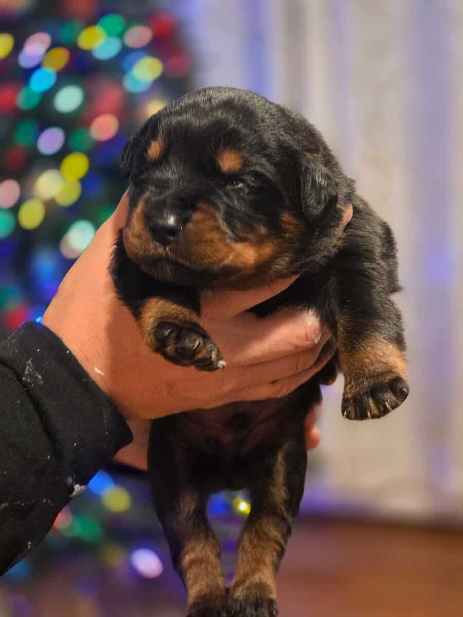 Rottweiler puppies image 5