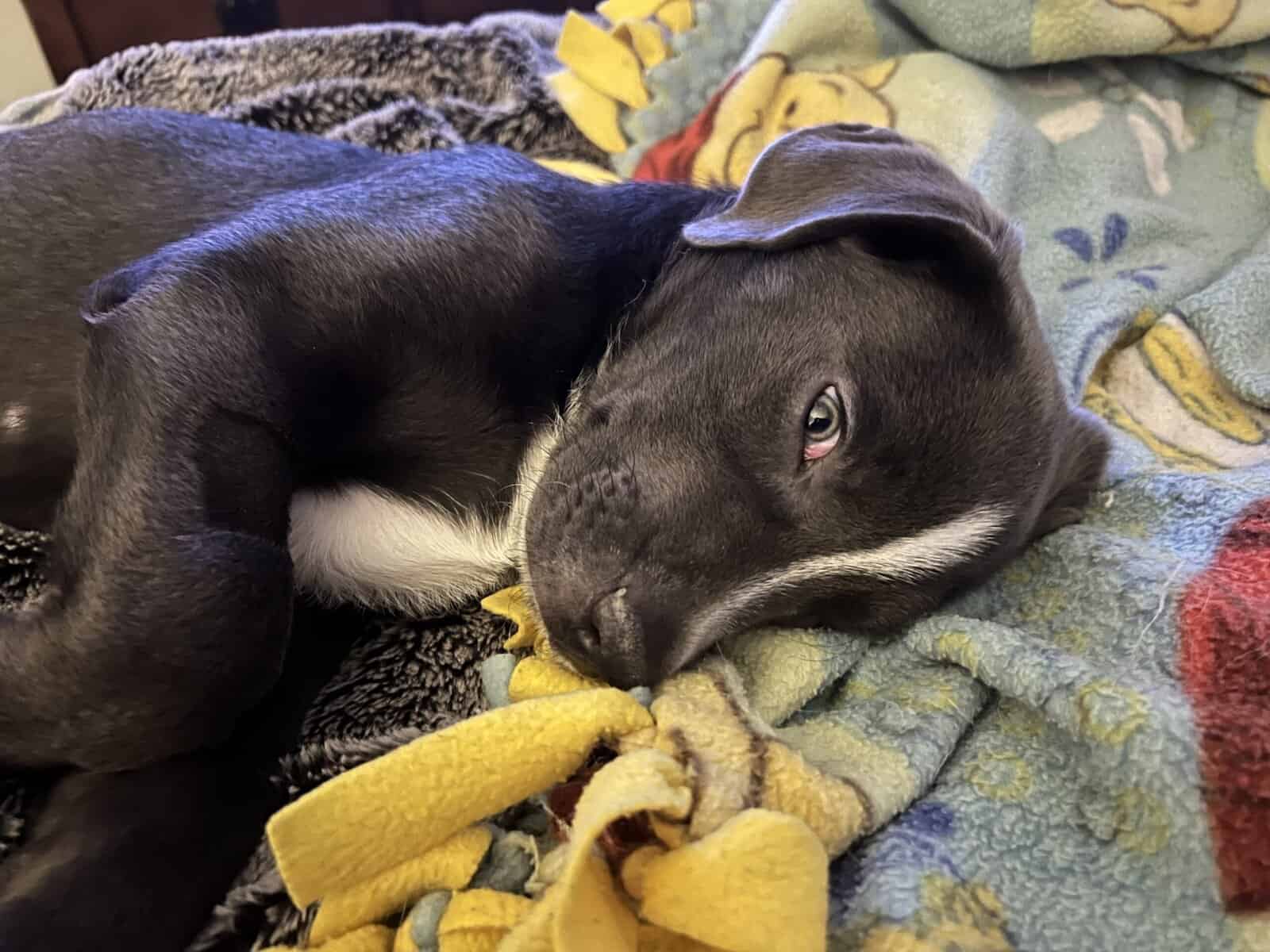 4Month old female Lab mix Free to good home image 2