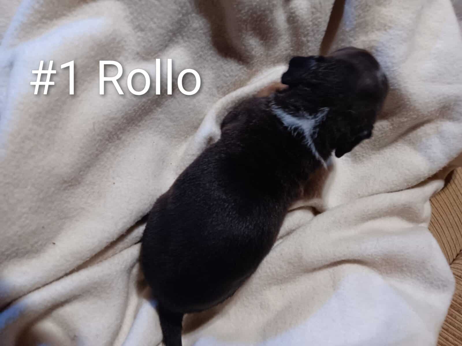 Pit bull puppies image 1
