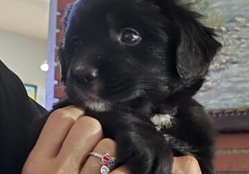 Golden mountain puppies