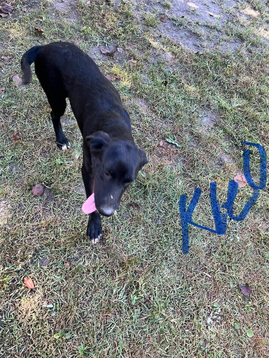 Puppies image 3