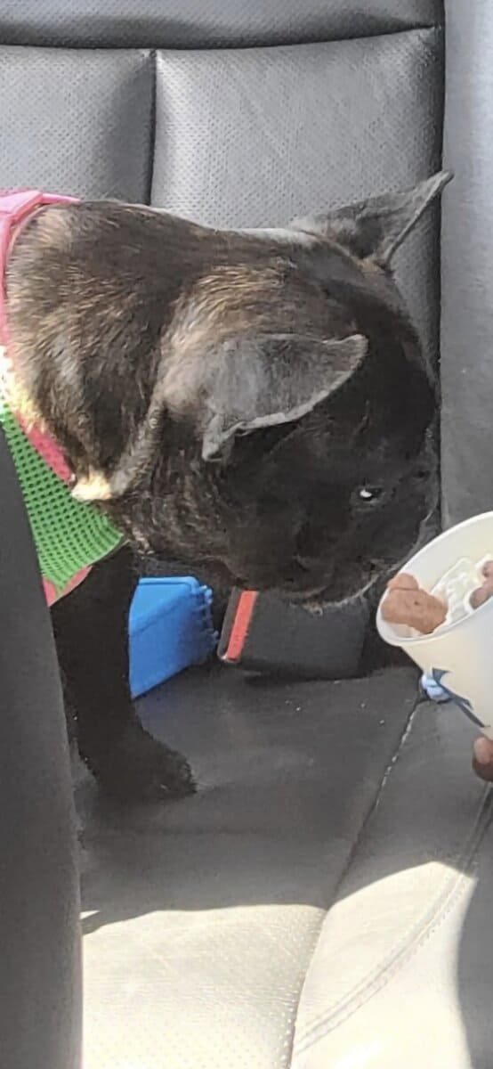 Female Adult Frenchie image 2