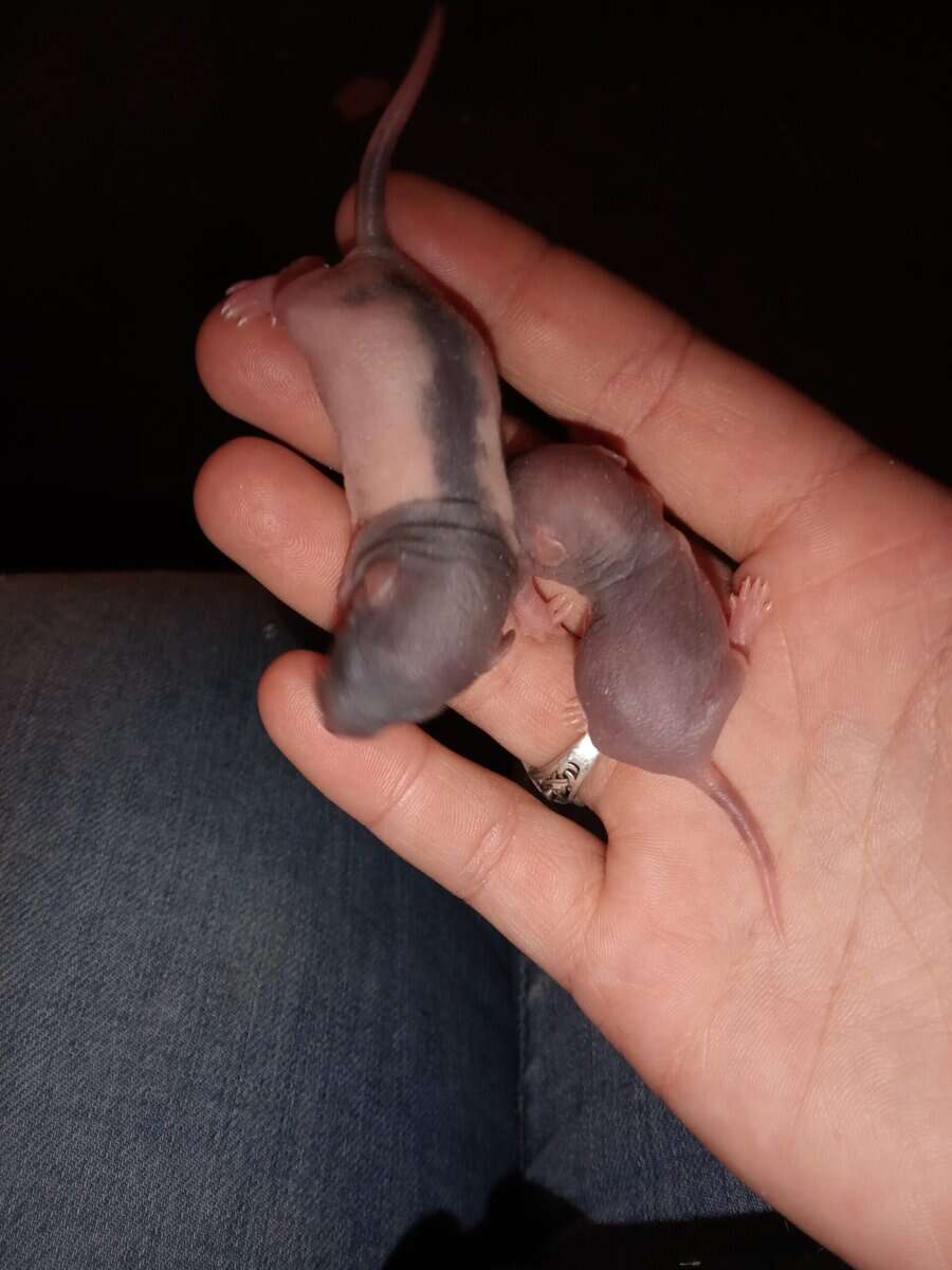 Rat pups image 4