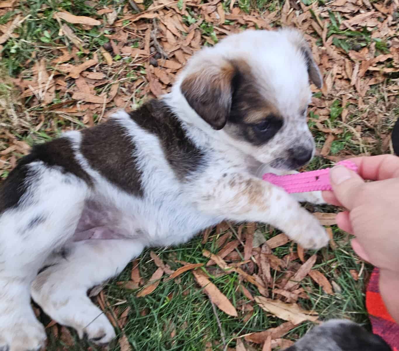 Texas Heeler Puppies image 2