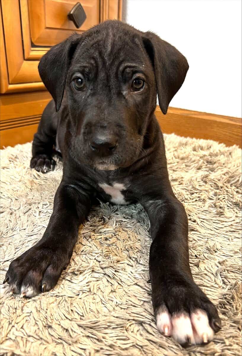 AKC PUREBRED GREAT DANE PUPPIES IN NORTH DAKOTA image 5