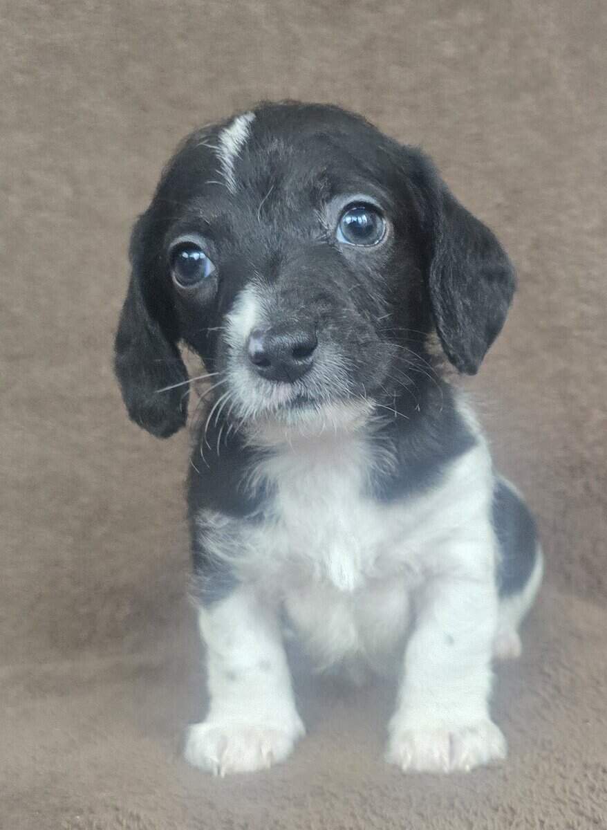 Doxiepoo image 4