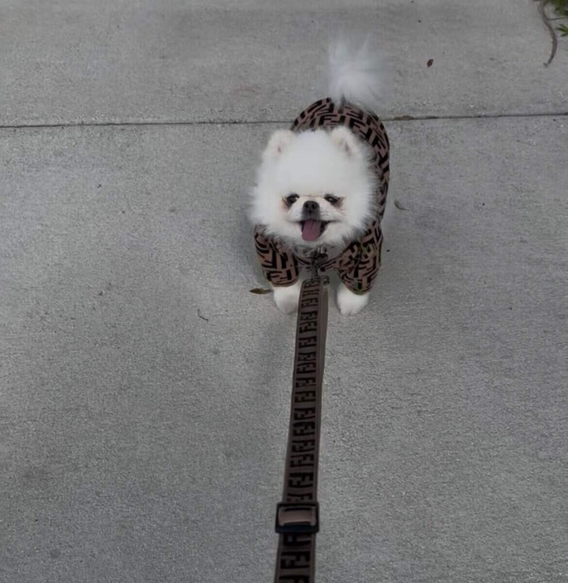 white Micro Pomeranian image 2