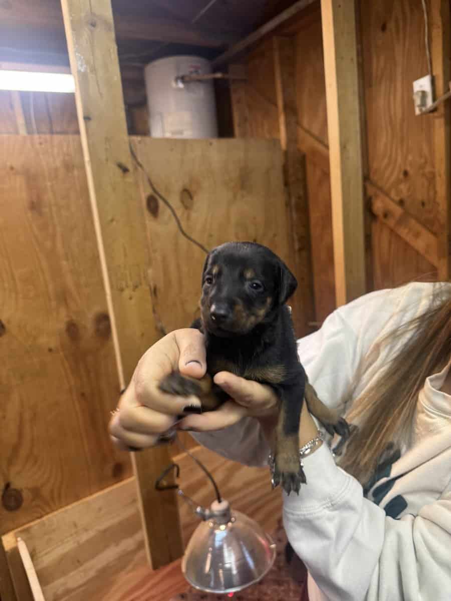 Dobermans image 7