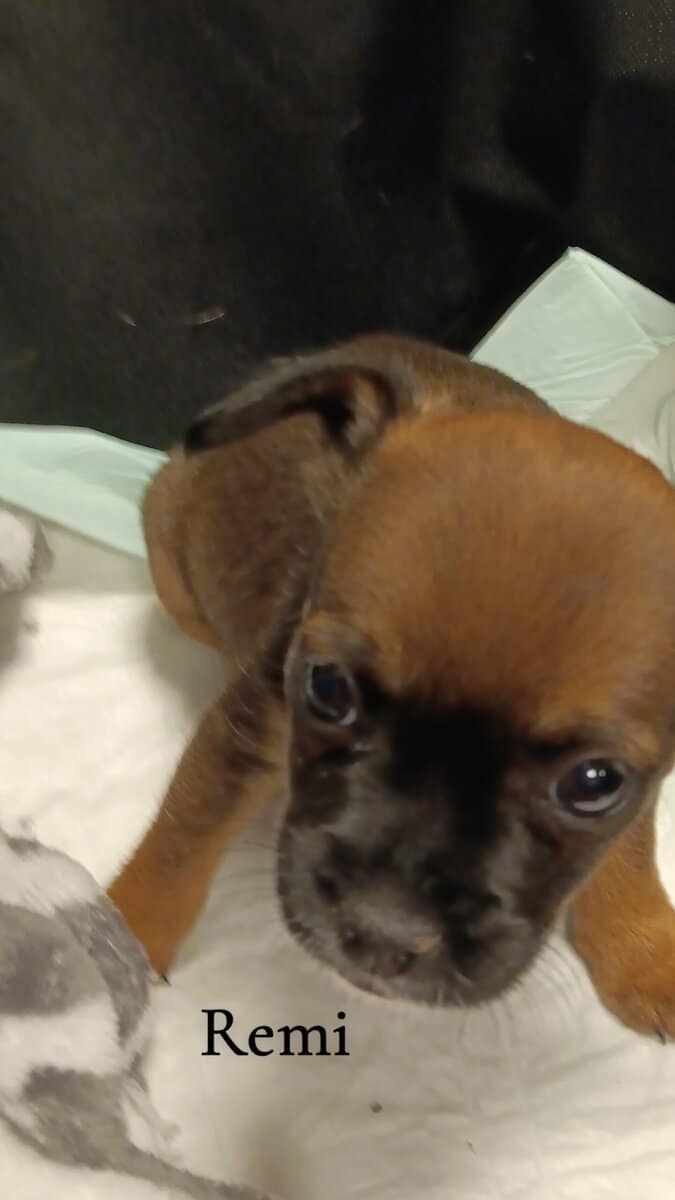French Bullhuahua Puppies for sale image 1