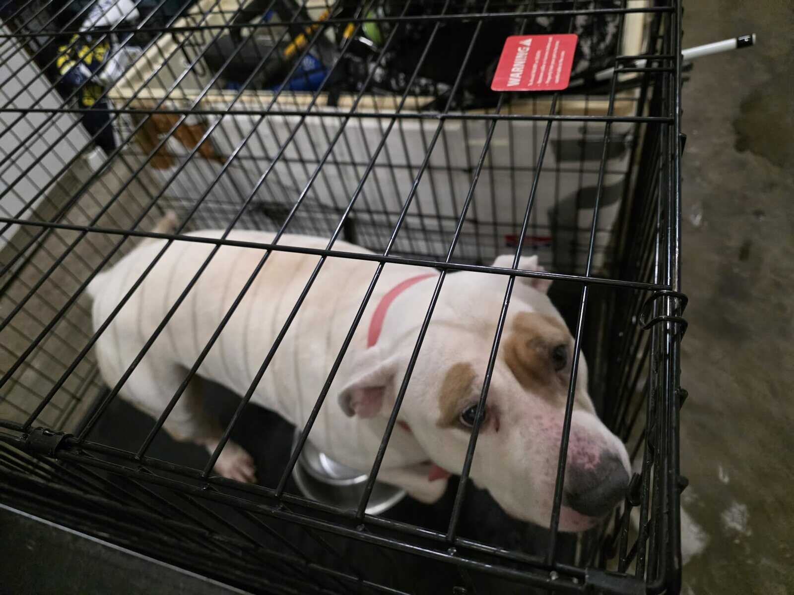 2 White Pitbulls need a new home ASAP image 1